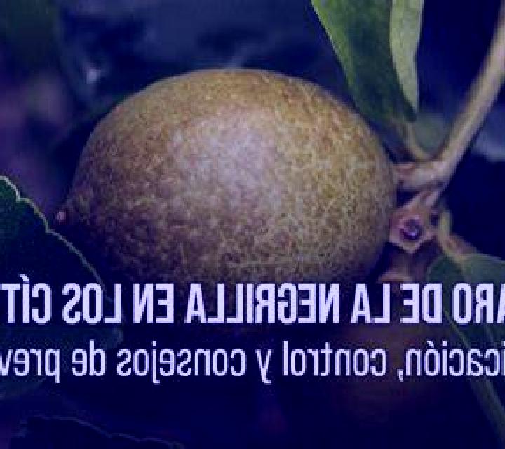 Alba 3 Berastegui escort