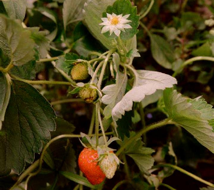Alba Santa Susanna escort
