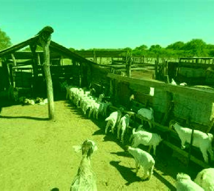 Carla 2 Antas escort