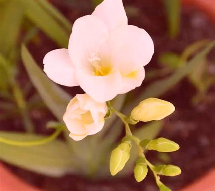 Cayetana 2 Rubite escort