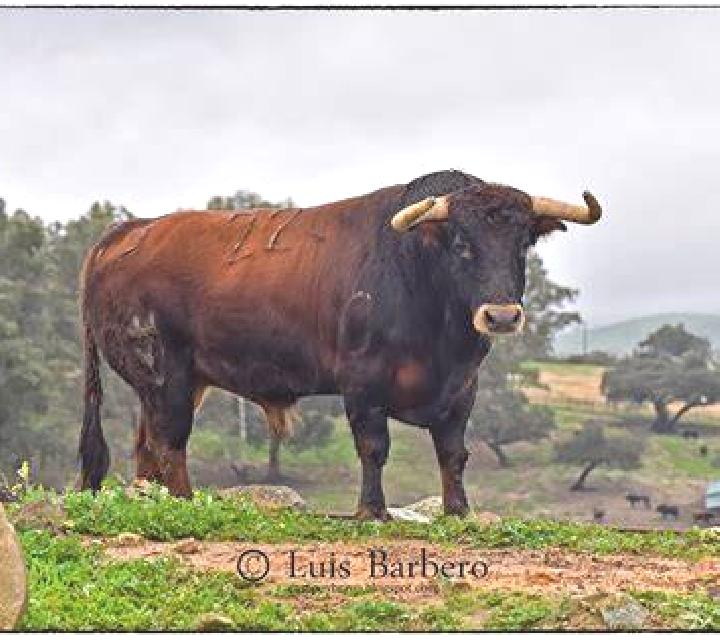 Emilia El Castillo de las Guardas escort