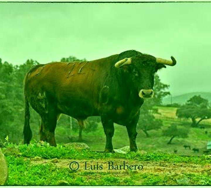 Estrella San Juan del Monte escort