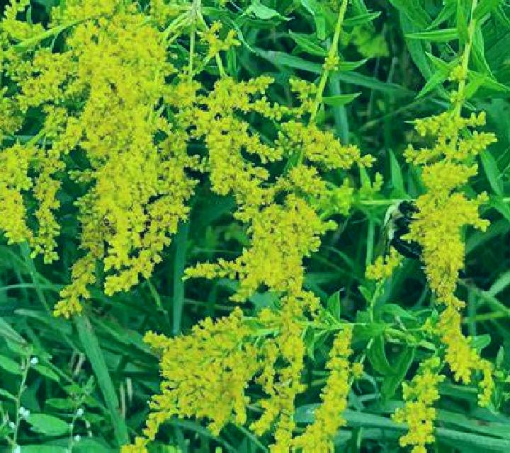 Mariana Abanilla escort